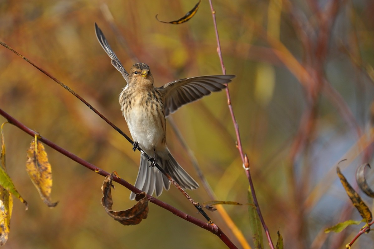 キバシヒワ - ML643755321