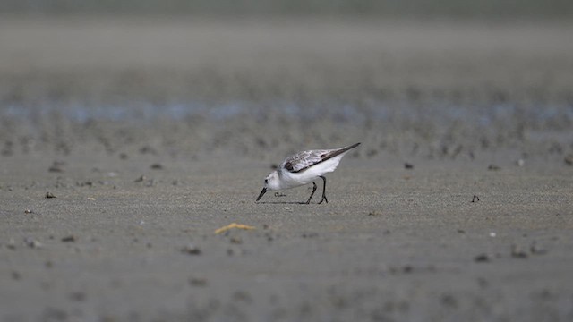 Sanderling - ML643755331