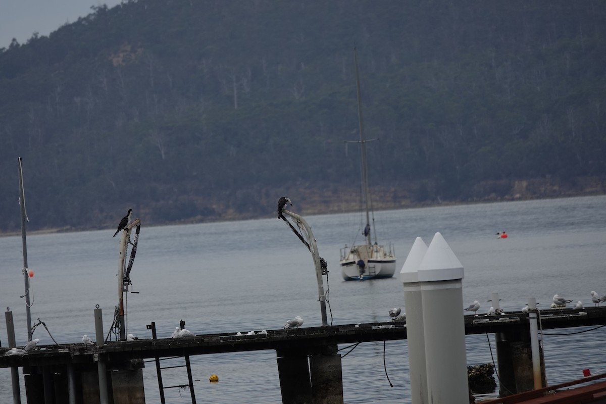 Little Pied Cormorant - ML643755339