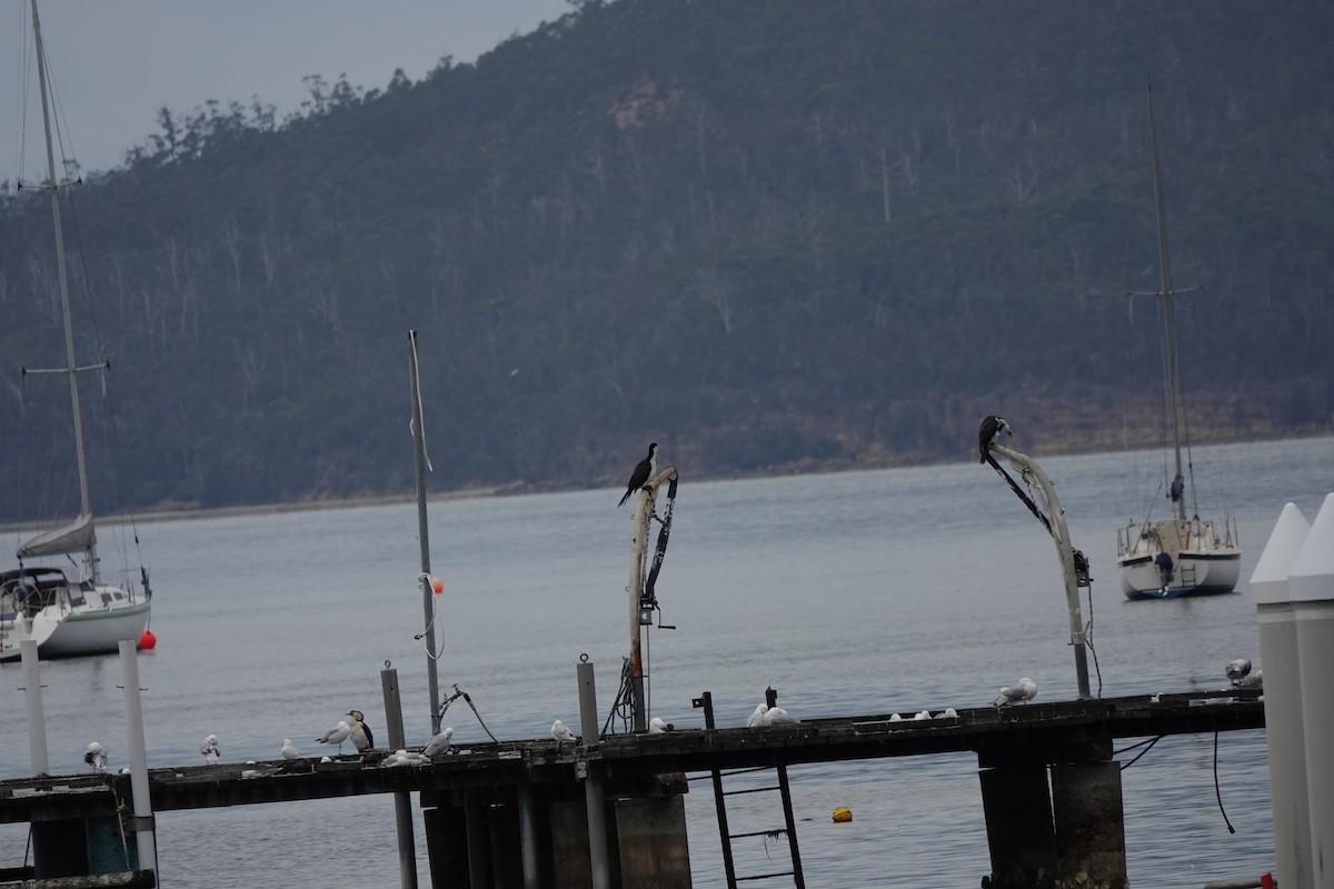 Little Pied Cormorant - ML643755340
