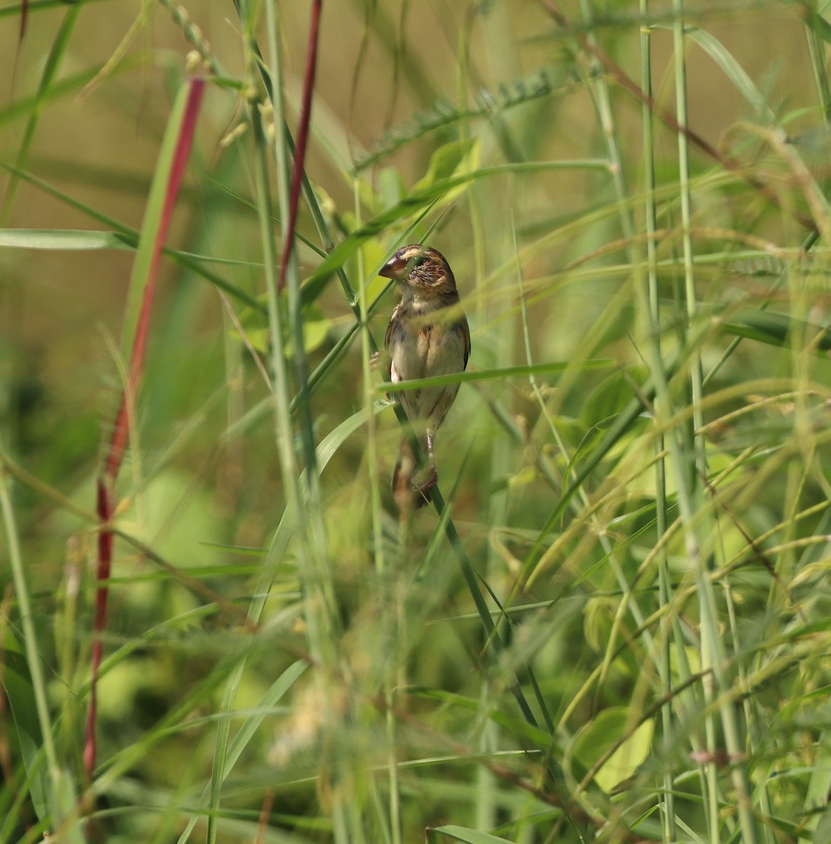Streaked Weaver - ML643755343