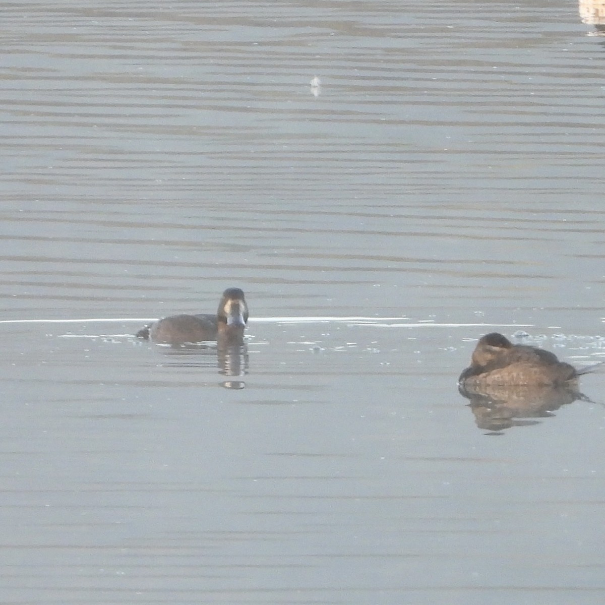Greater Scaup - ML643755349