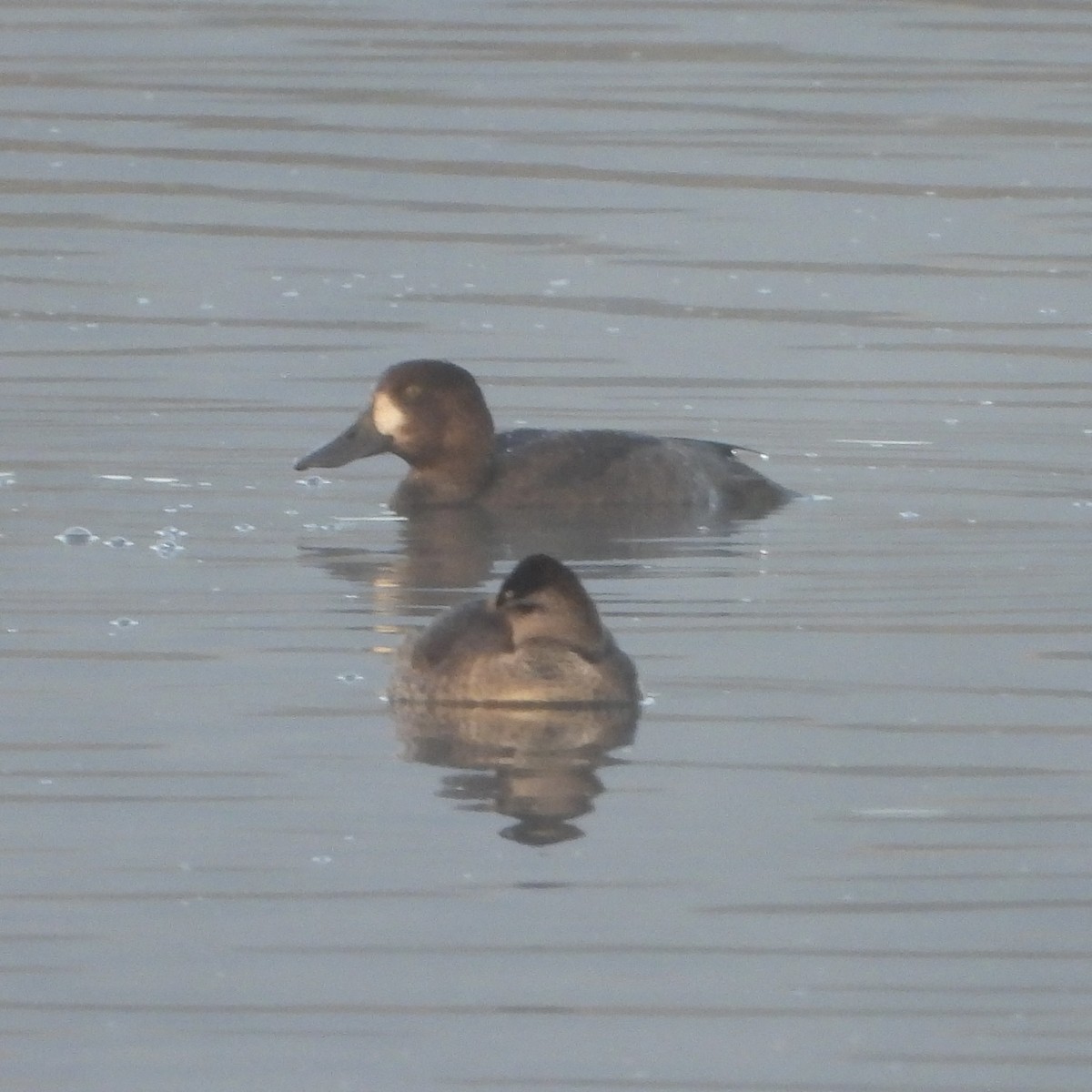 Greater Scaup - ML643755350