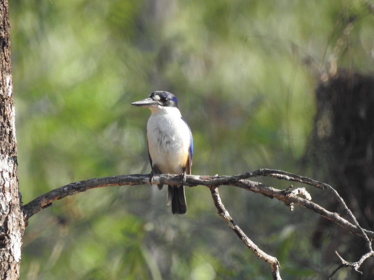 Forest Kingfisher - ML643755351
