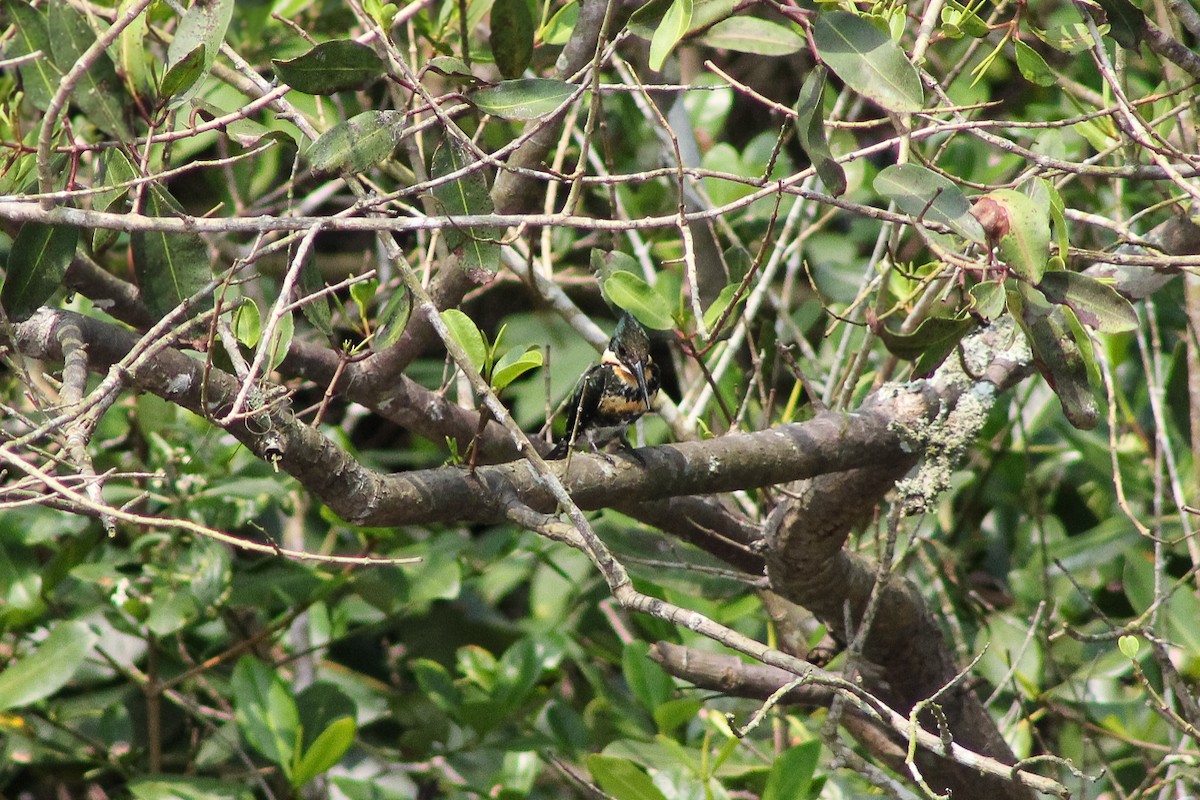 Green Kingfisher - ML643755353
