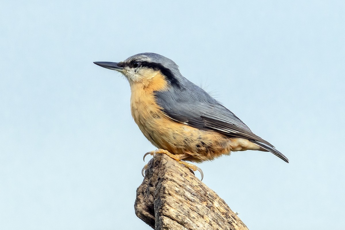 Eurasian Nuthatch - ML643755358