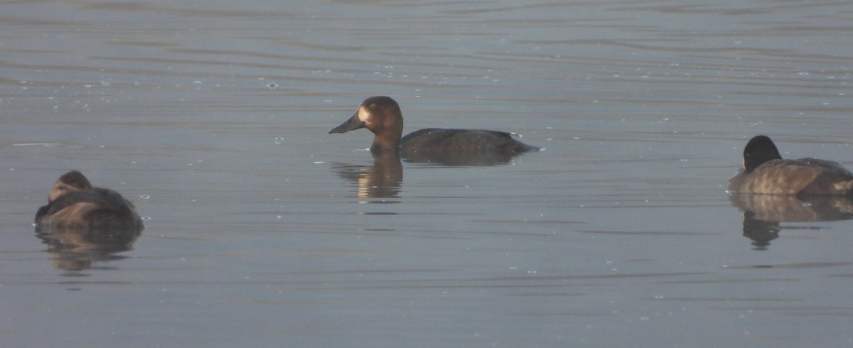 Greater Scaup - ML643755359
