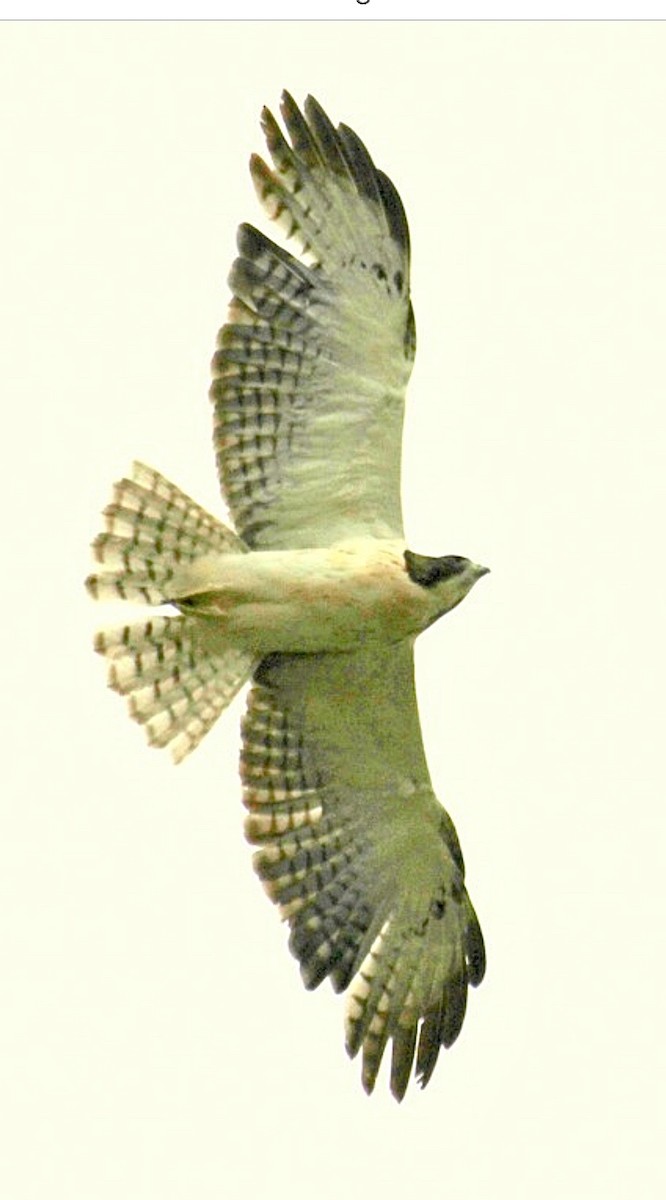 Short-tailed Hawk - ML643755360