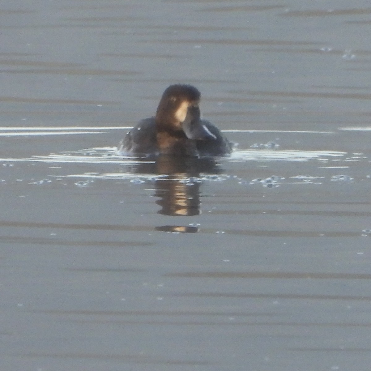 Greater Scaup - ML643755364