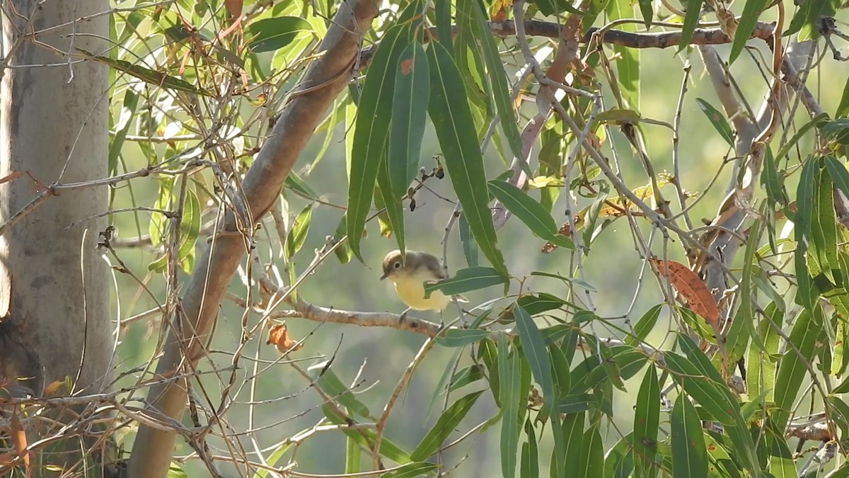 Fairy Gerygone - ML643755369