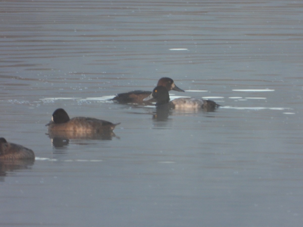 Greater Scaup - ML643755370