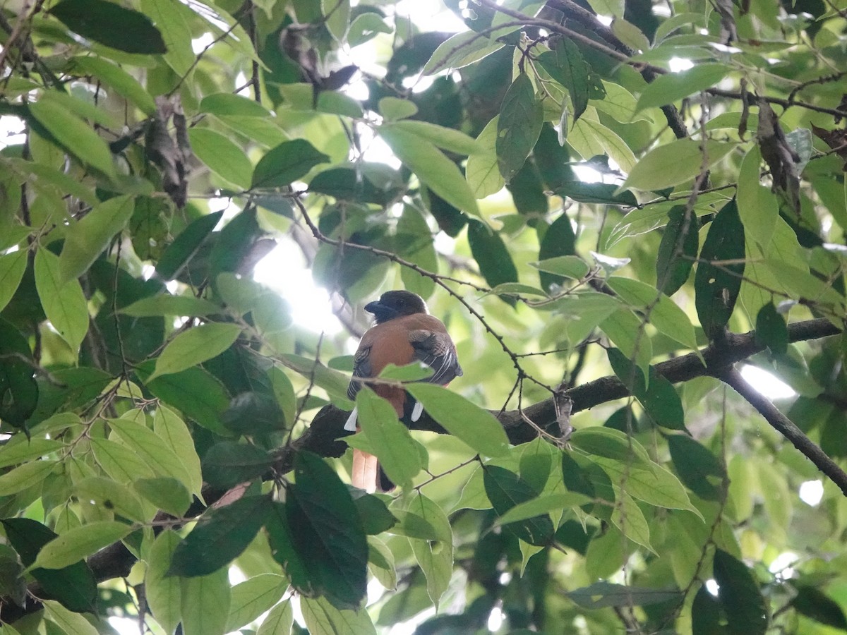 Diard's Trogon - ML643755372
