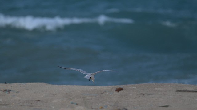 Common Tern - ML643755374