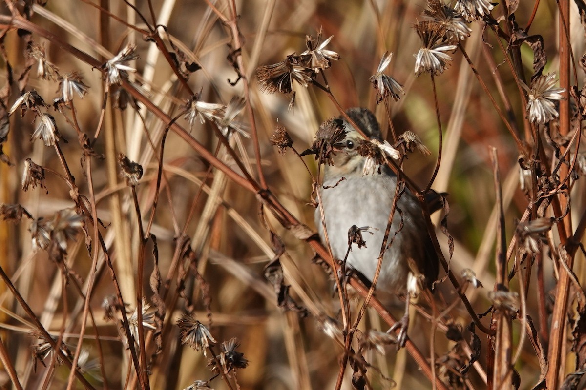 Swamp Sparrow - ML643755377