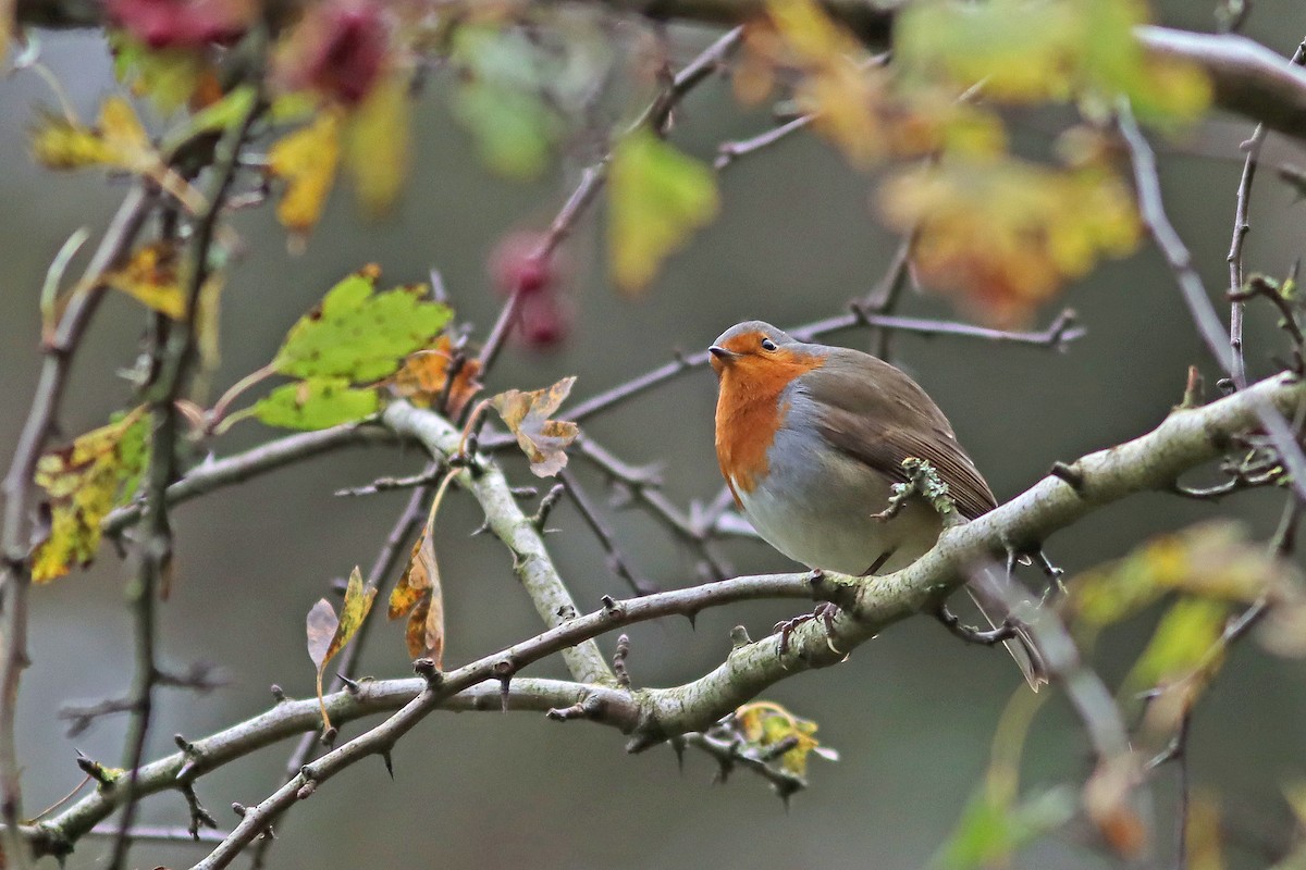 European Robin - ML643755378
