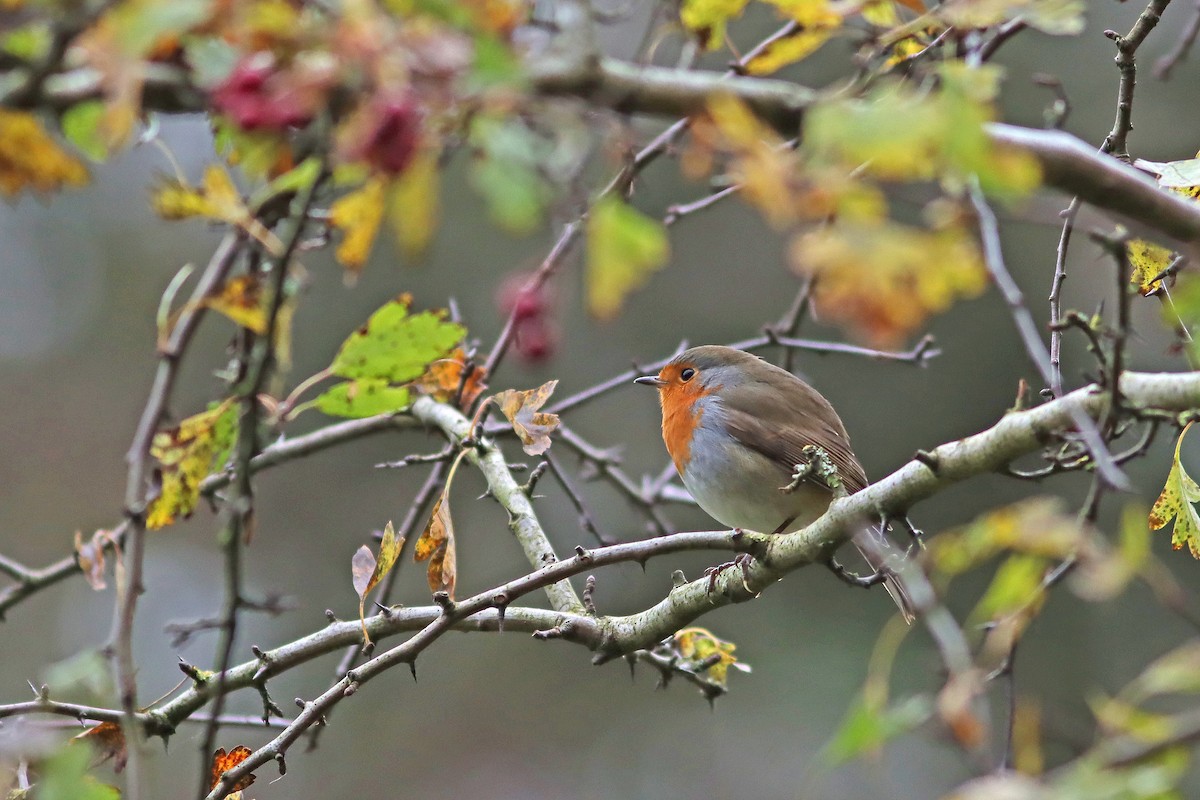 European Robin - ML643755379