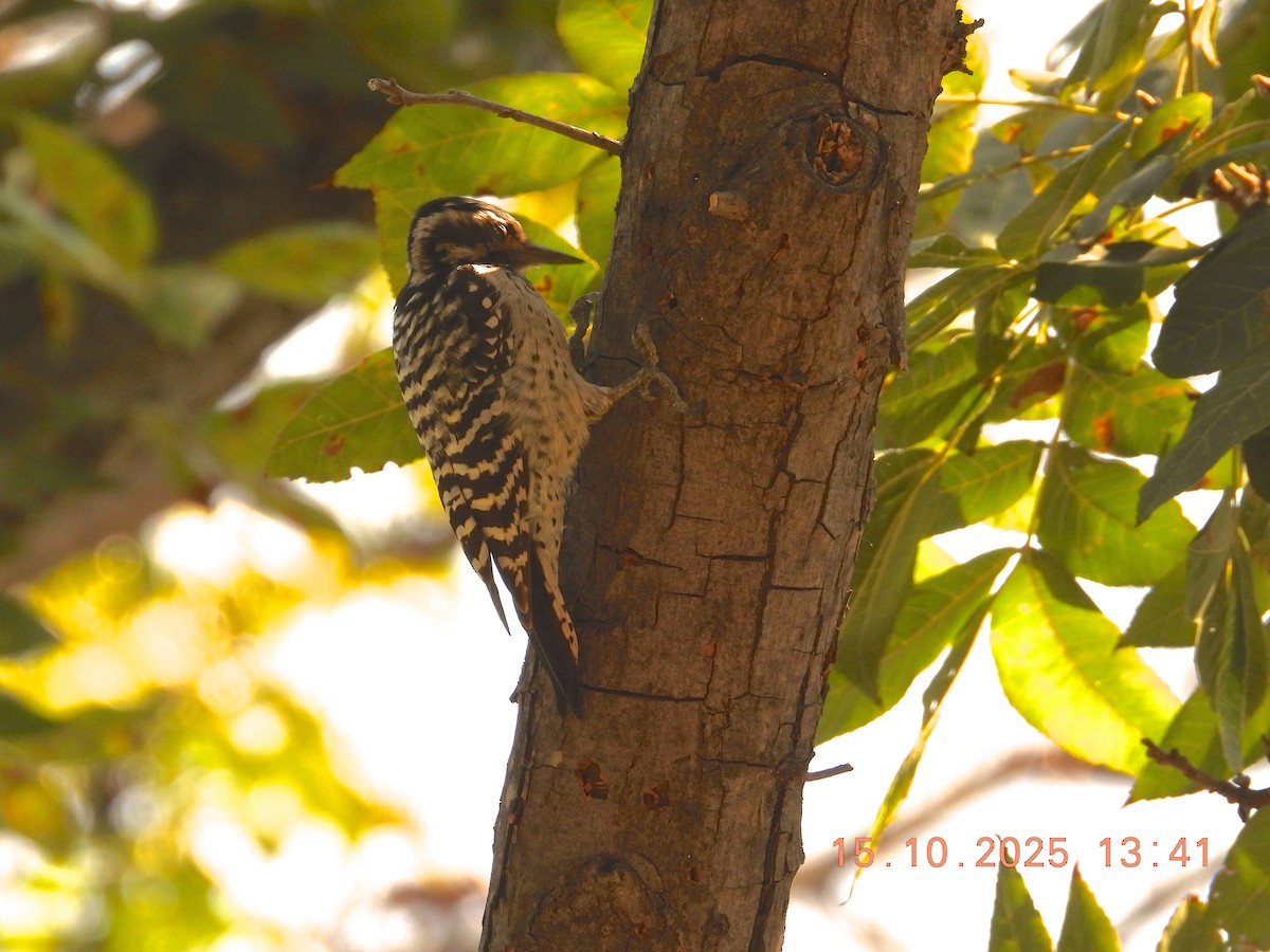 Ladder-backed Woodpecker - ML643755380