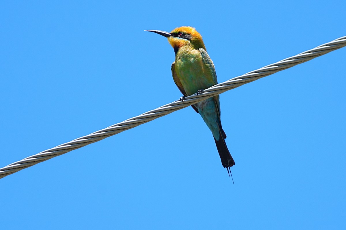 Rainbow Bee-eater - ML643755381