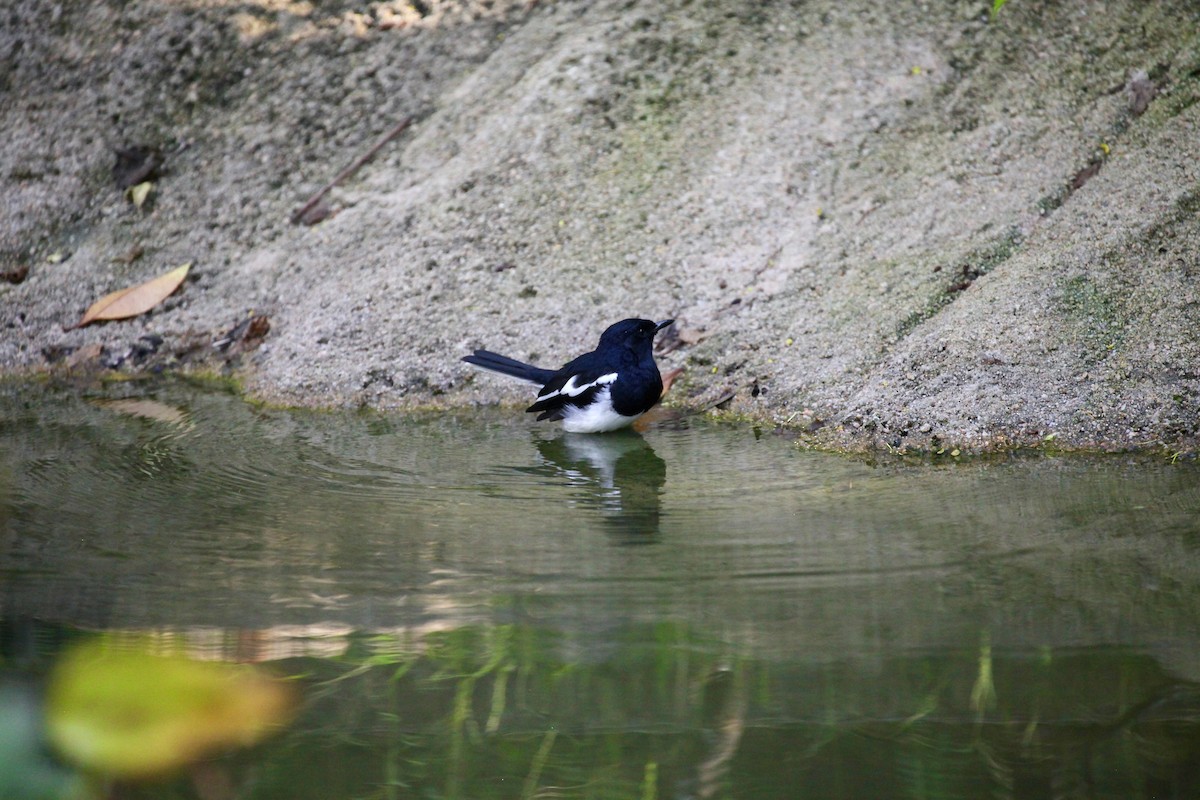 Oriental Magpie-Robin - ML643755382