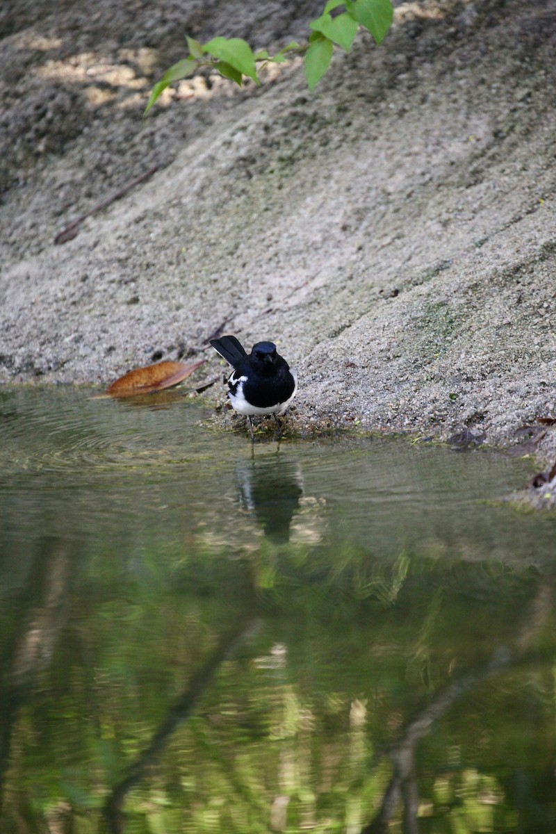 Oriental Magpie-Robin - ML643755383