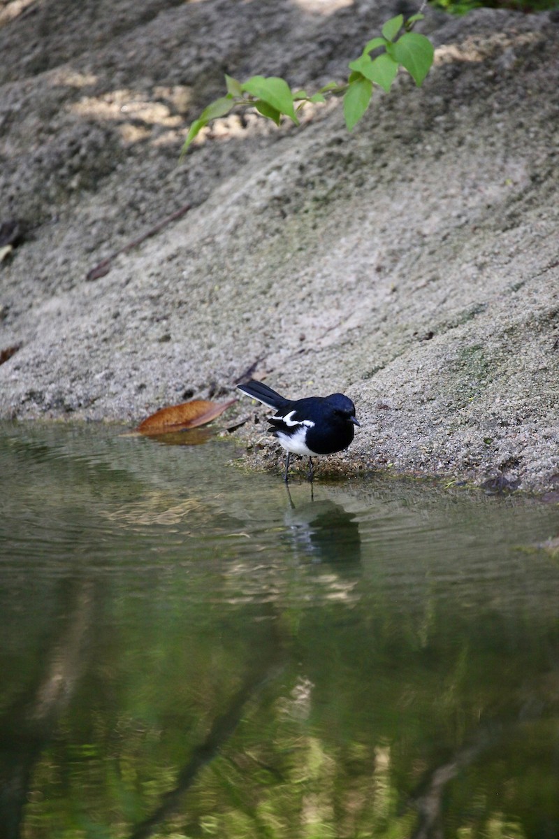 Oriental Magpie-Robin - ML643755384