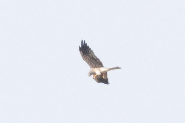 Montagu's Harrier - ML643755385