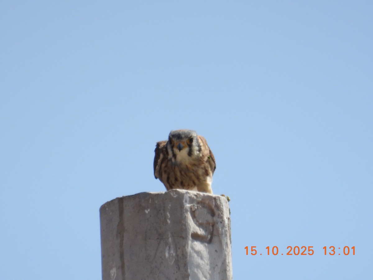 American Kestrel - ML643755390