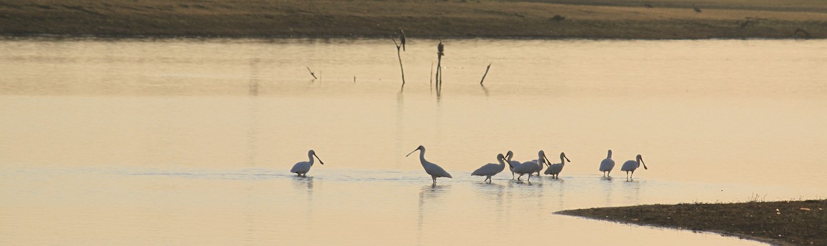 African Spoonbill - ML643755391