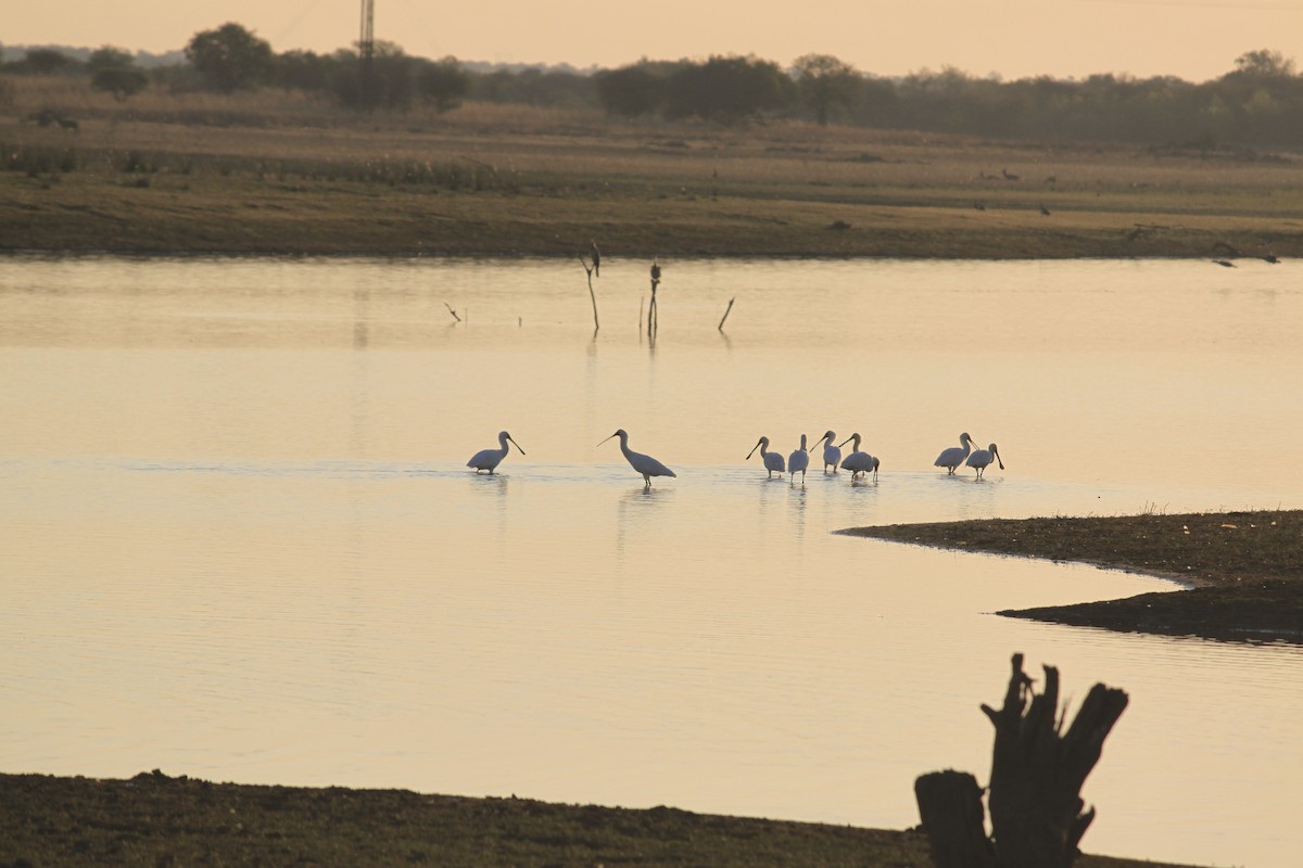 African Spoonbill - ML643755392