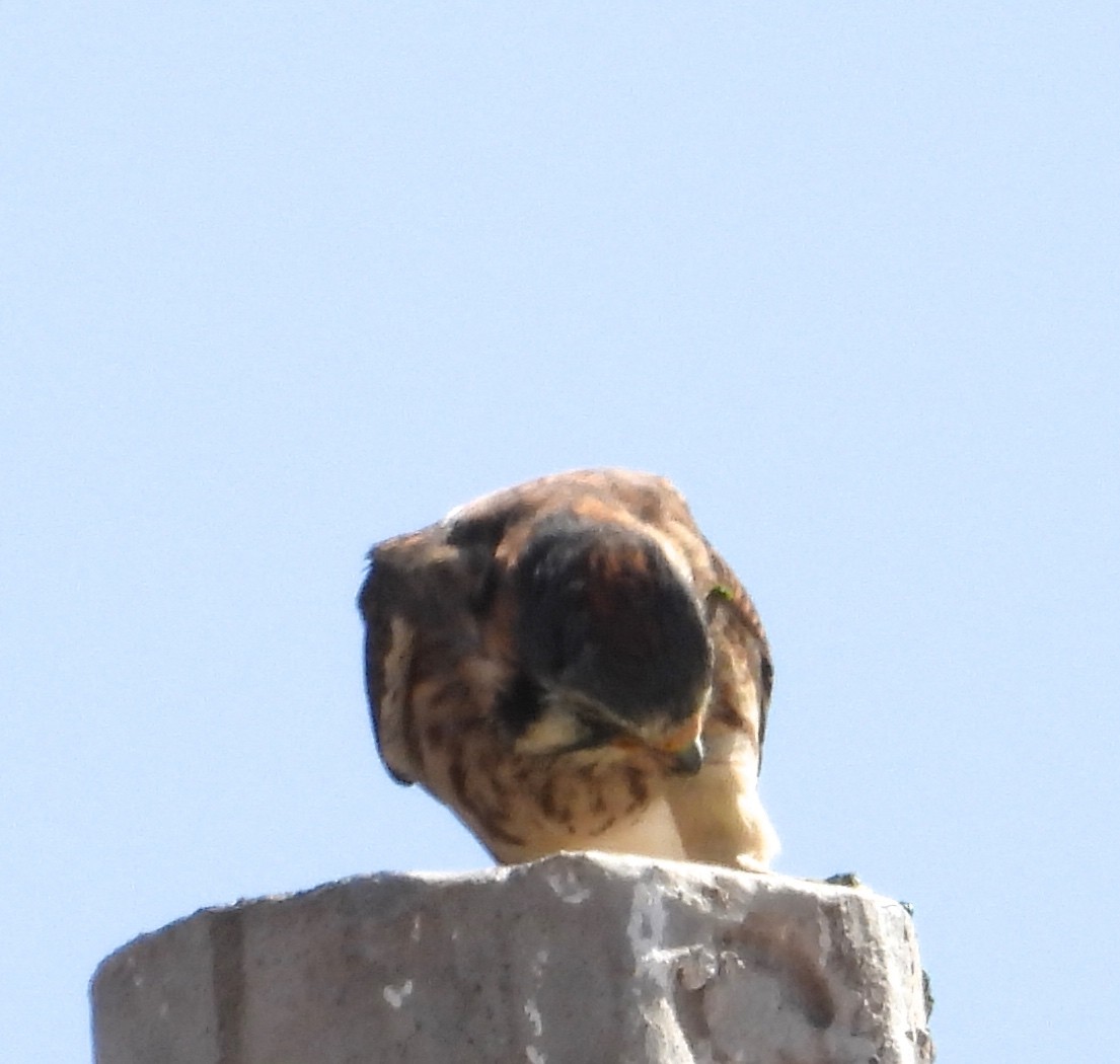 American Kestrel - ML643755393