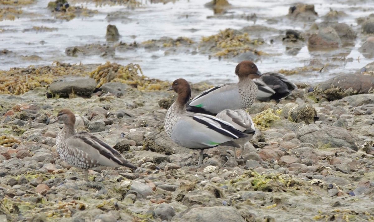 Maned Duck - ML643755394