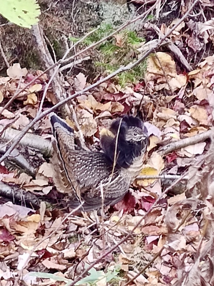 Ruffed Grouse - ML643755395