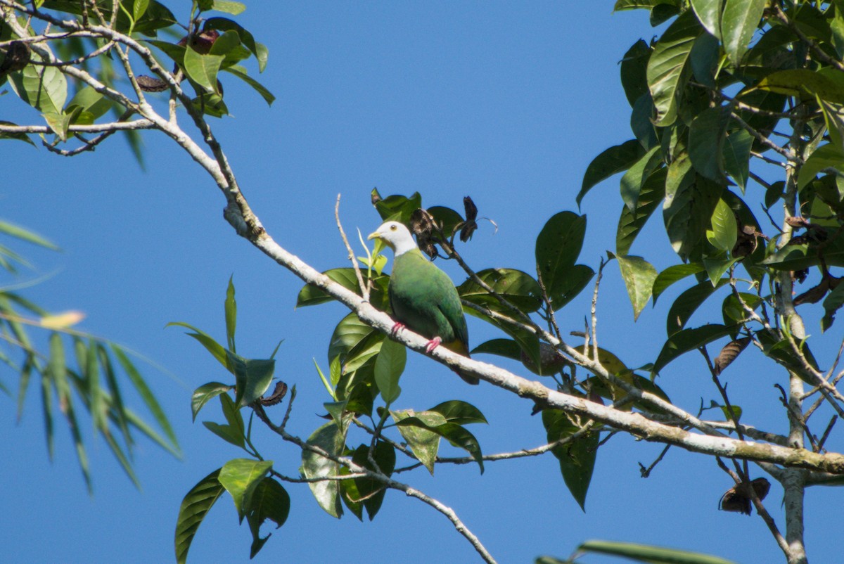 Black-naped Fruit-Dove - ML643755396