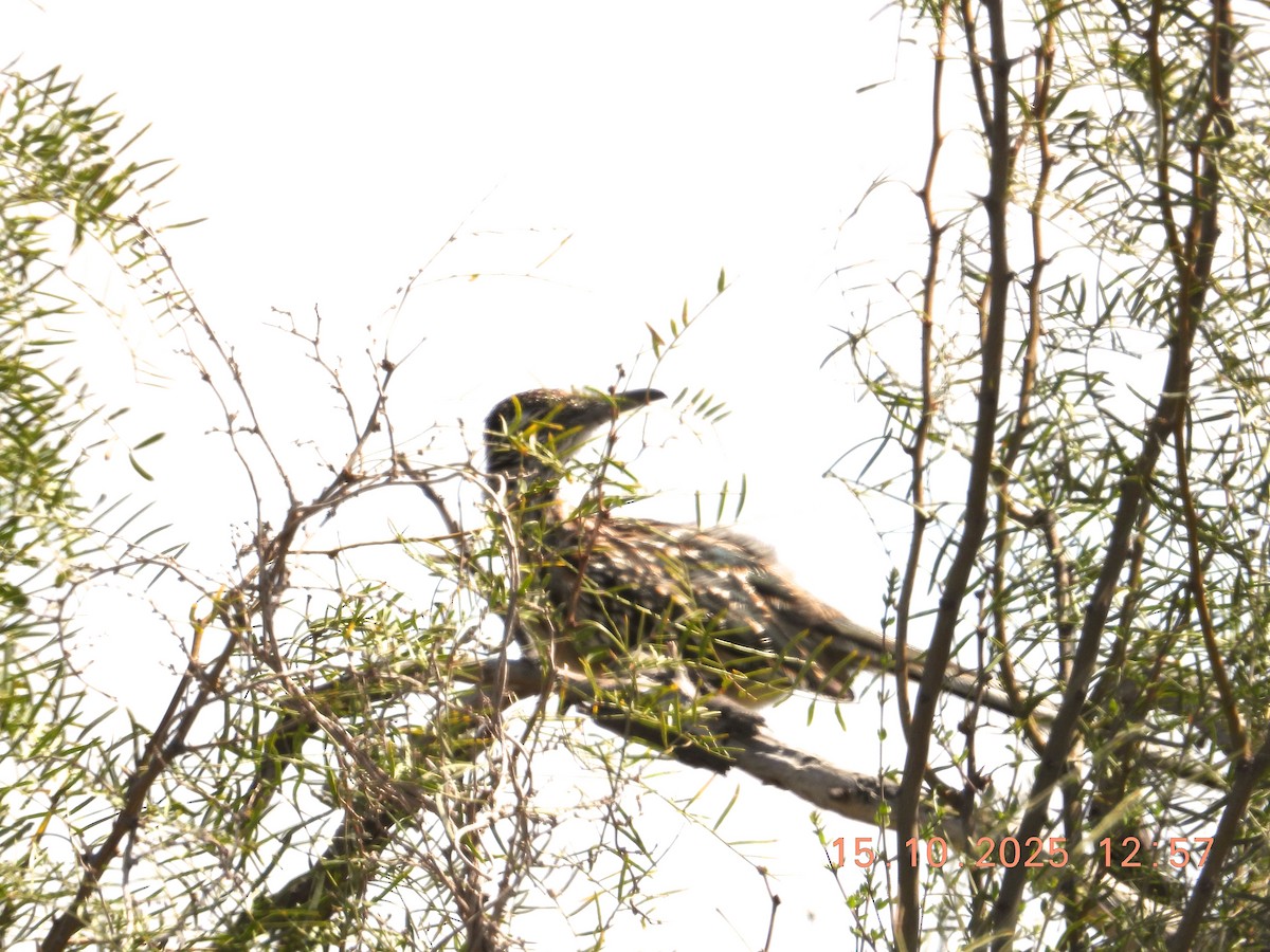 Greater Roadrunner - ML643755397