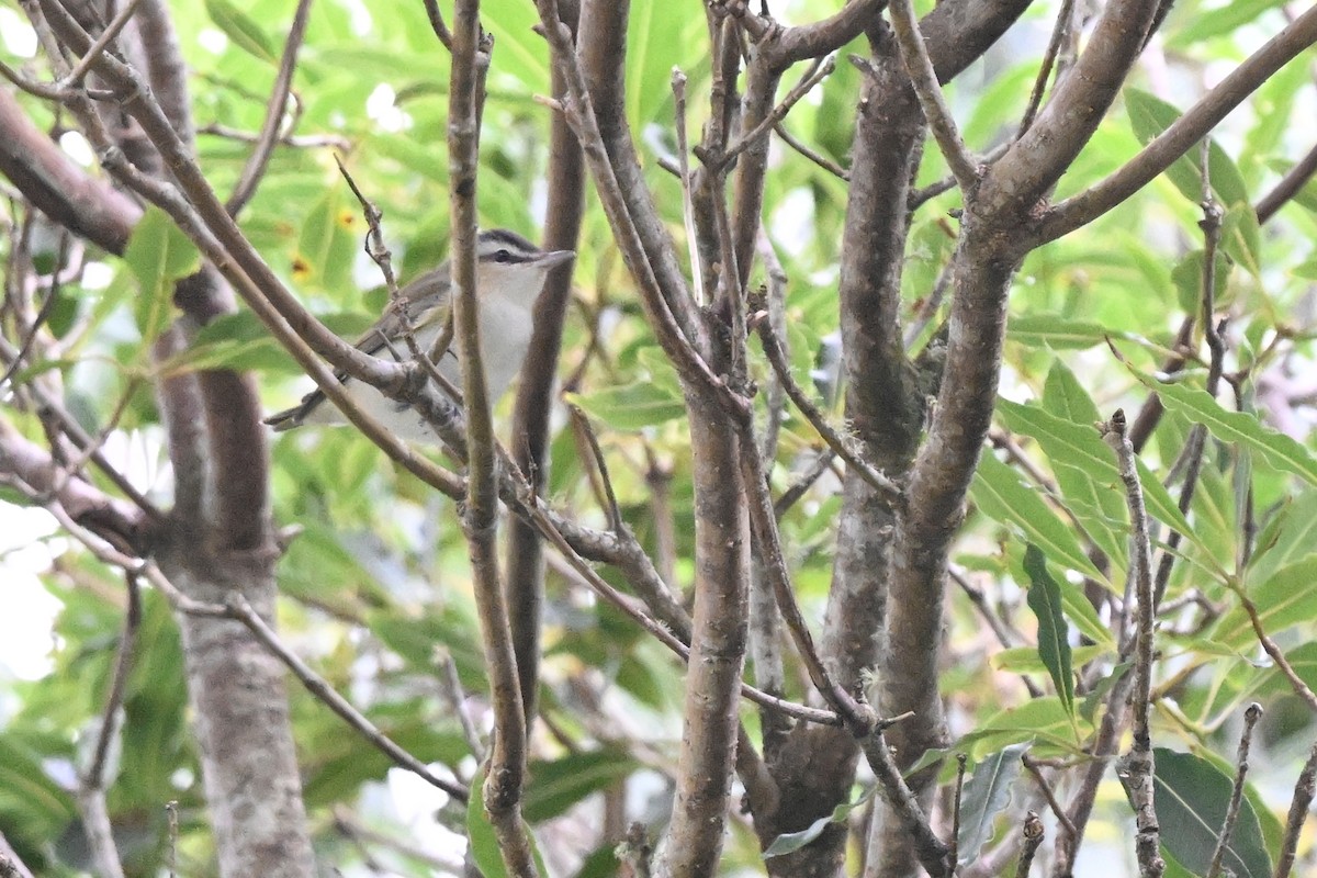 Red-eyed Vireo - ML643755398