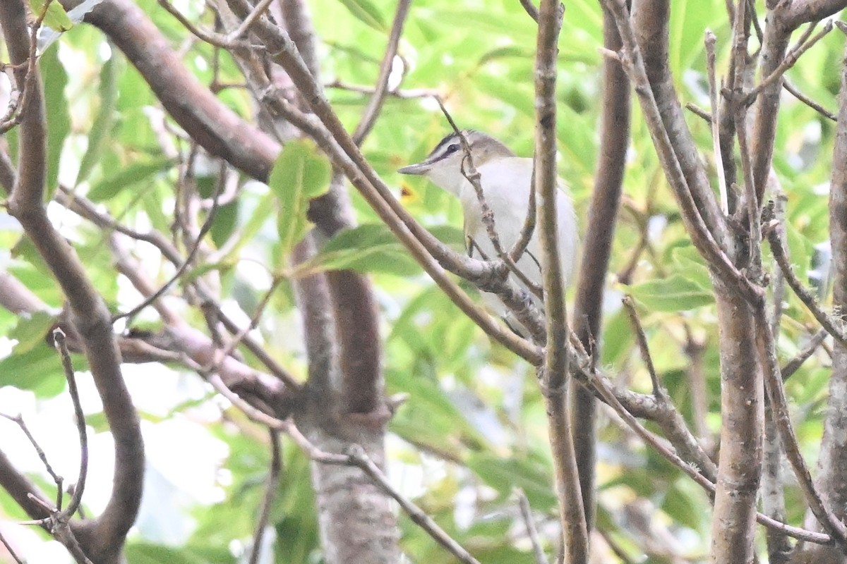 Red-eyed Vireo - ML643755399