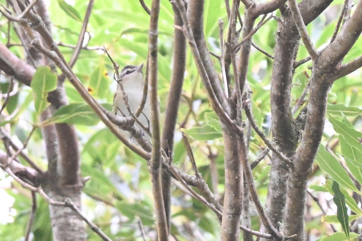 Red-eyed Vireo - ML643755400