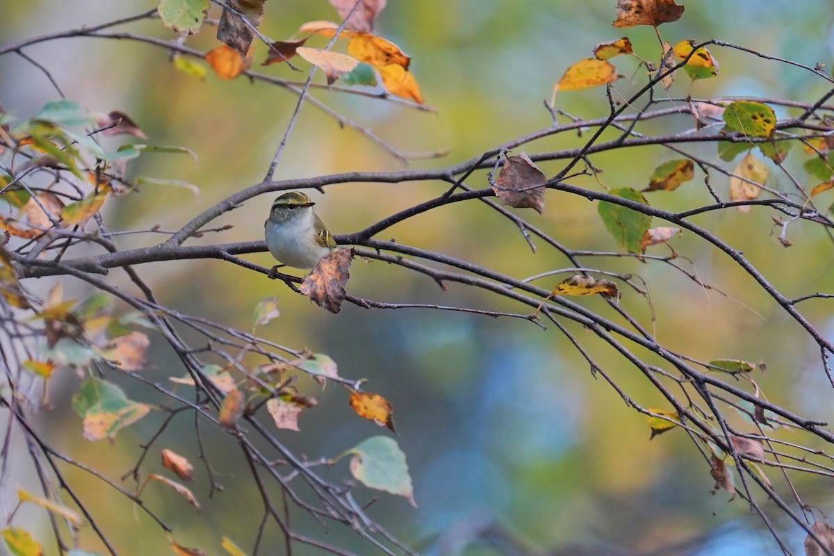 カラフトムシクイ - ML643755401