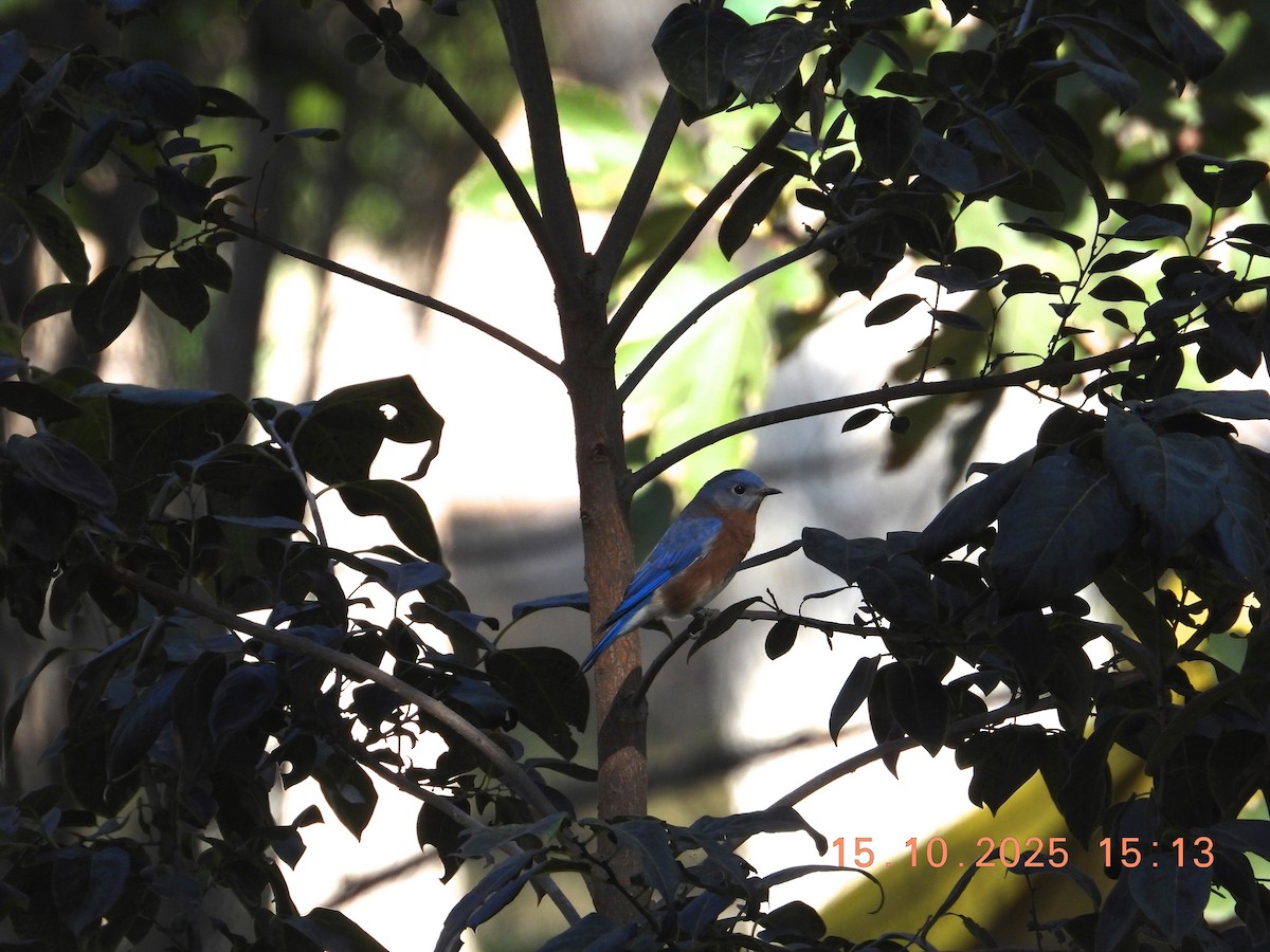 Eastern Bluebird - ML643755402