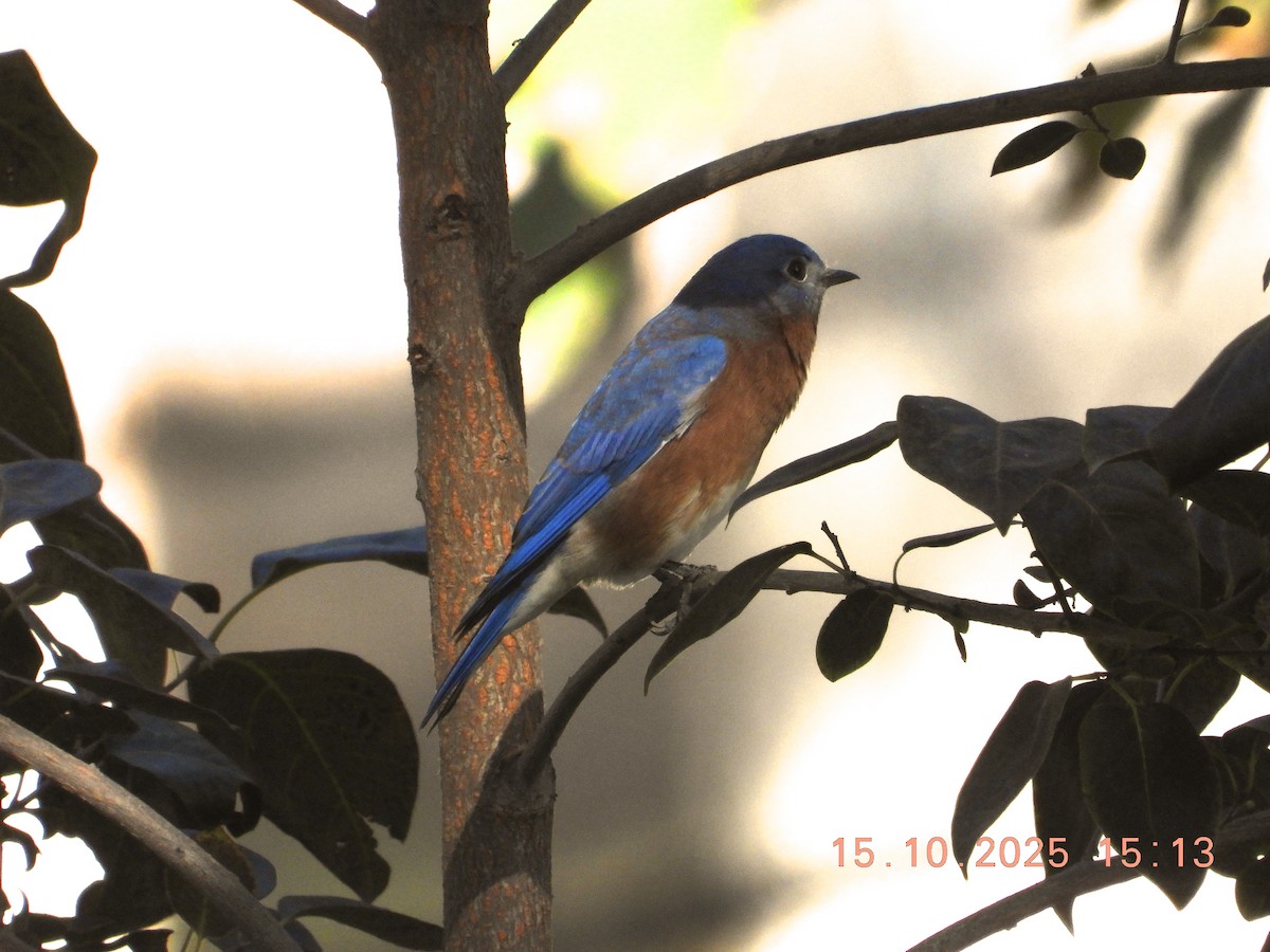 Eastern Bluebird - ML643755404