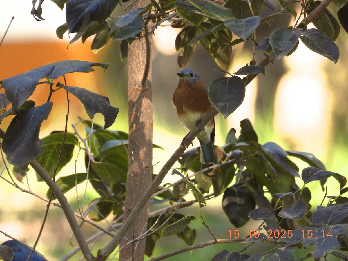 Eastern Bluebird - ML643755406
