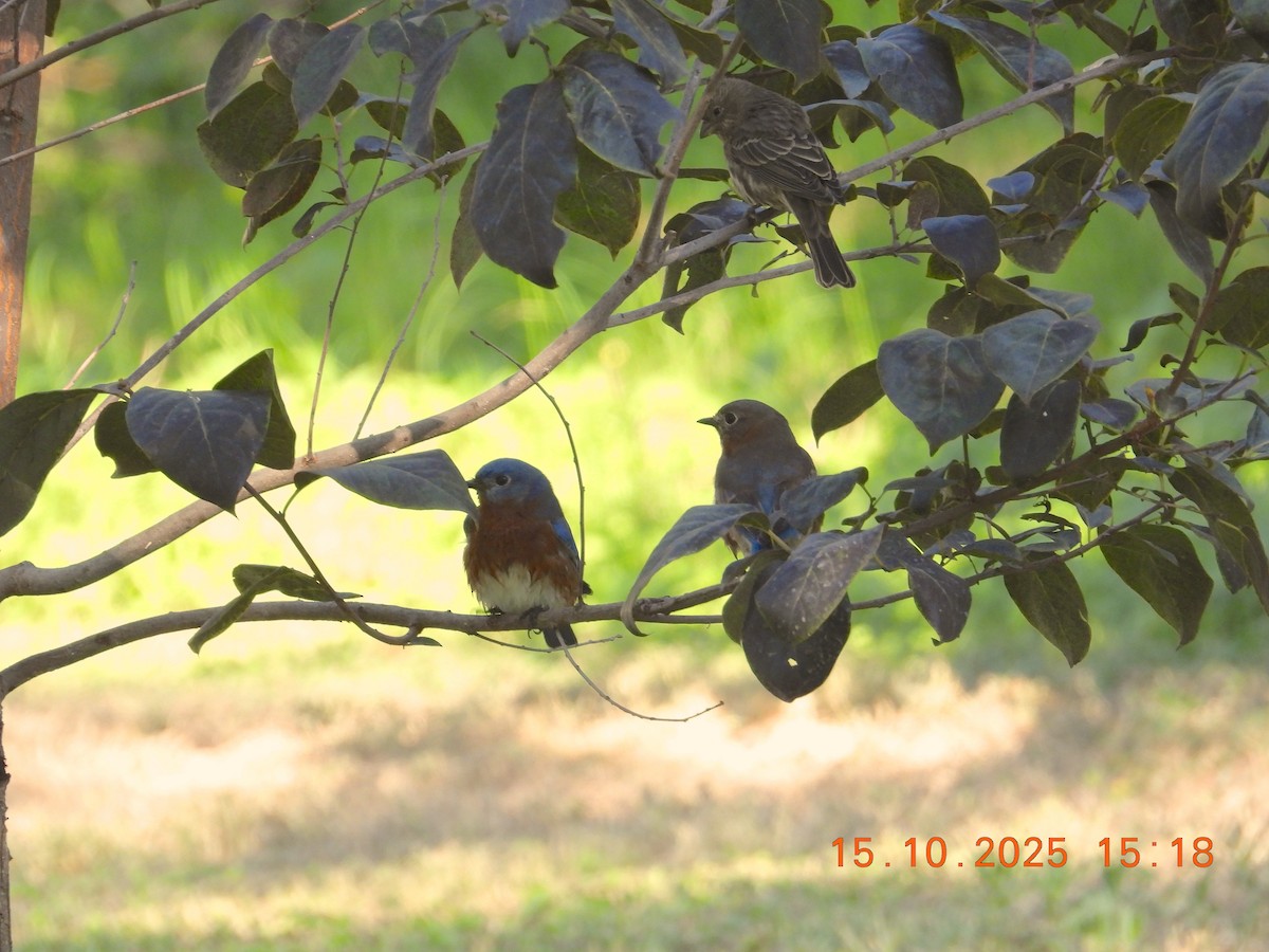 Eastern Bluebird - ML643755407