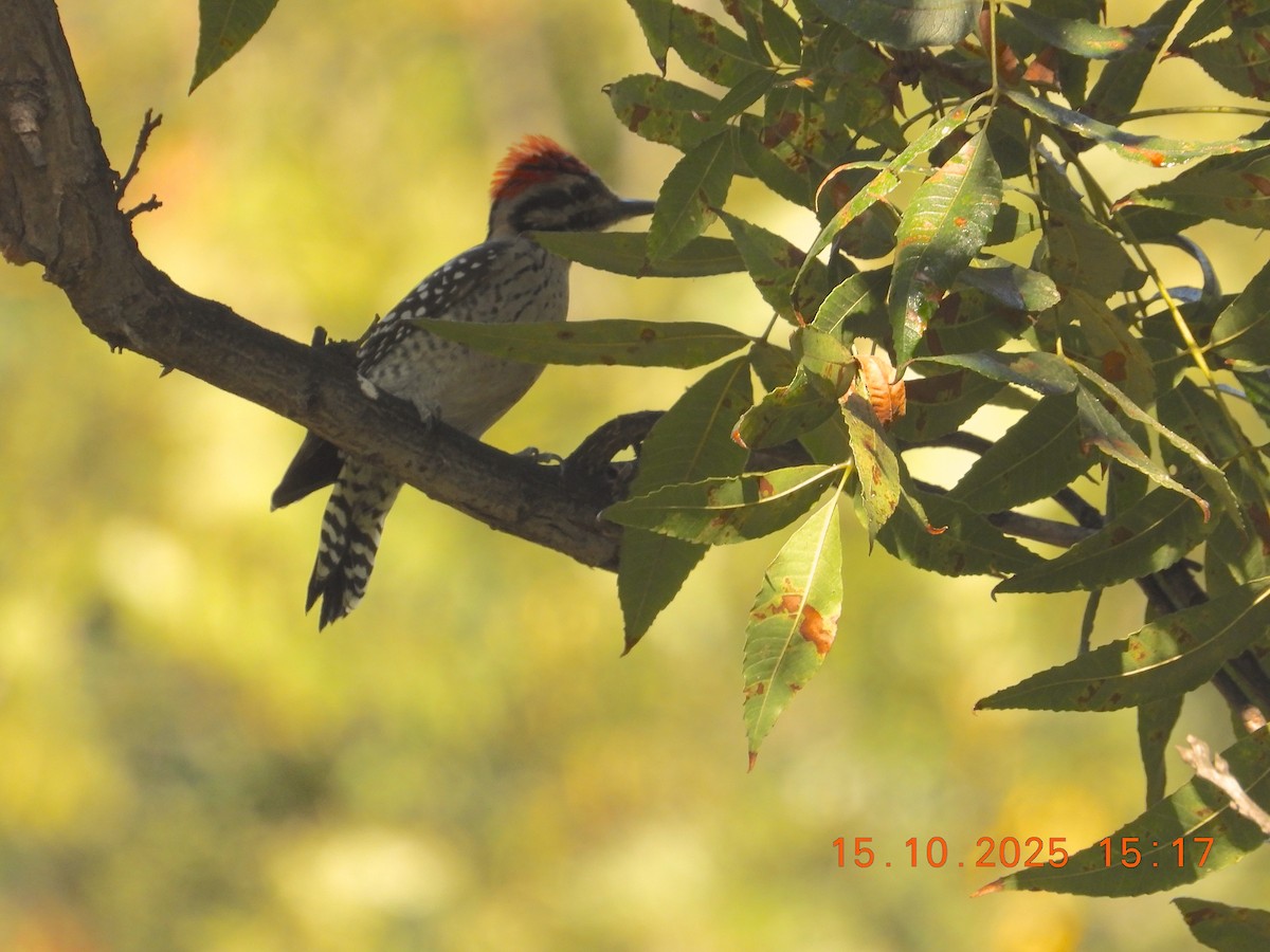 Ladder-backed Woodpecker - ML643755408
