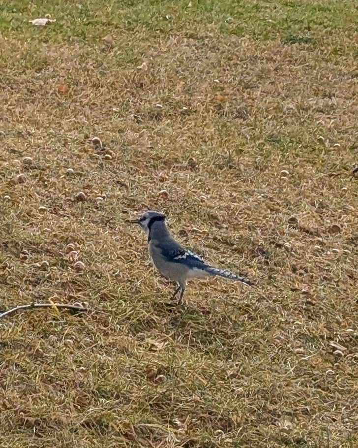 Blue Jay - ML643755409