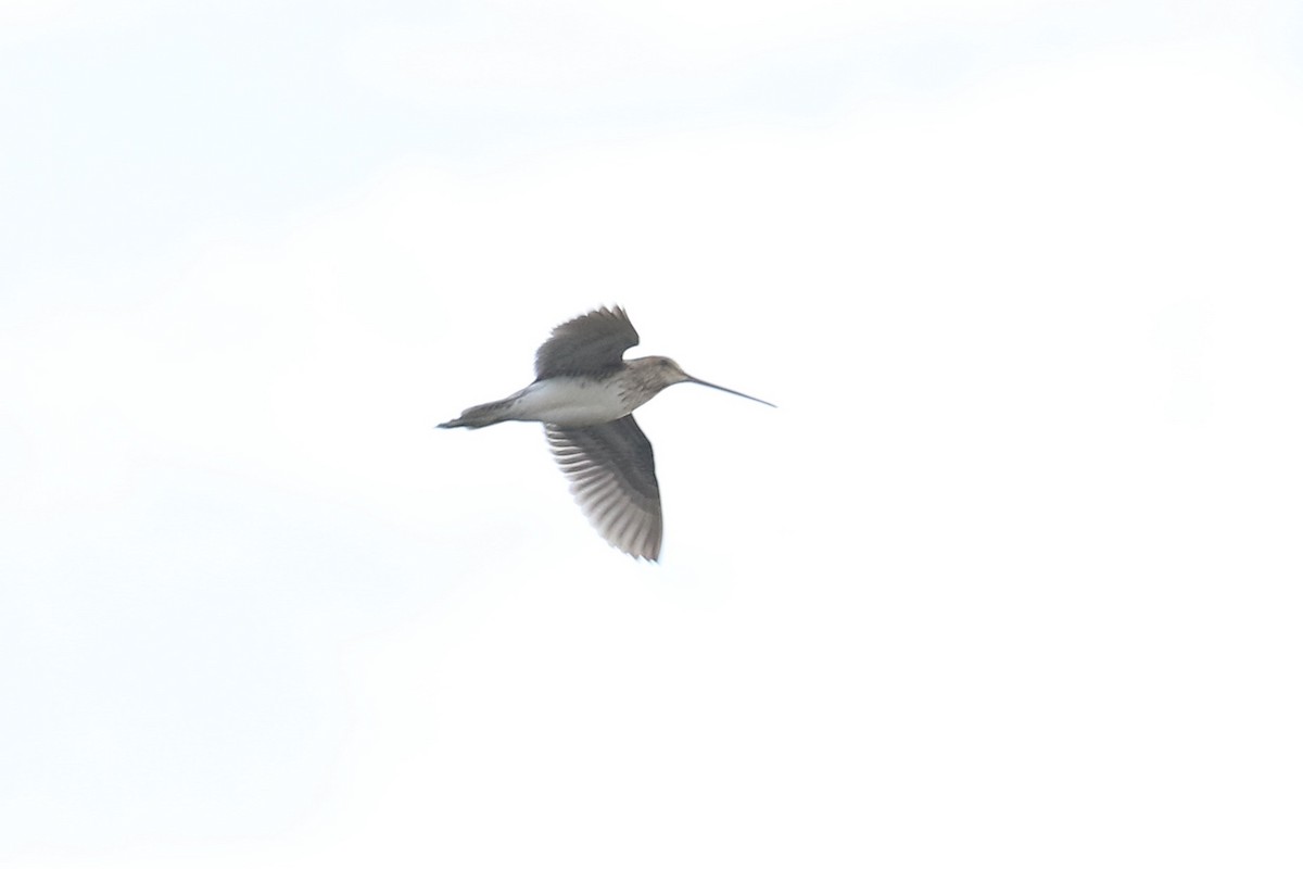 African Snipe - ML643755411