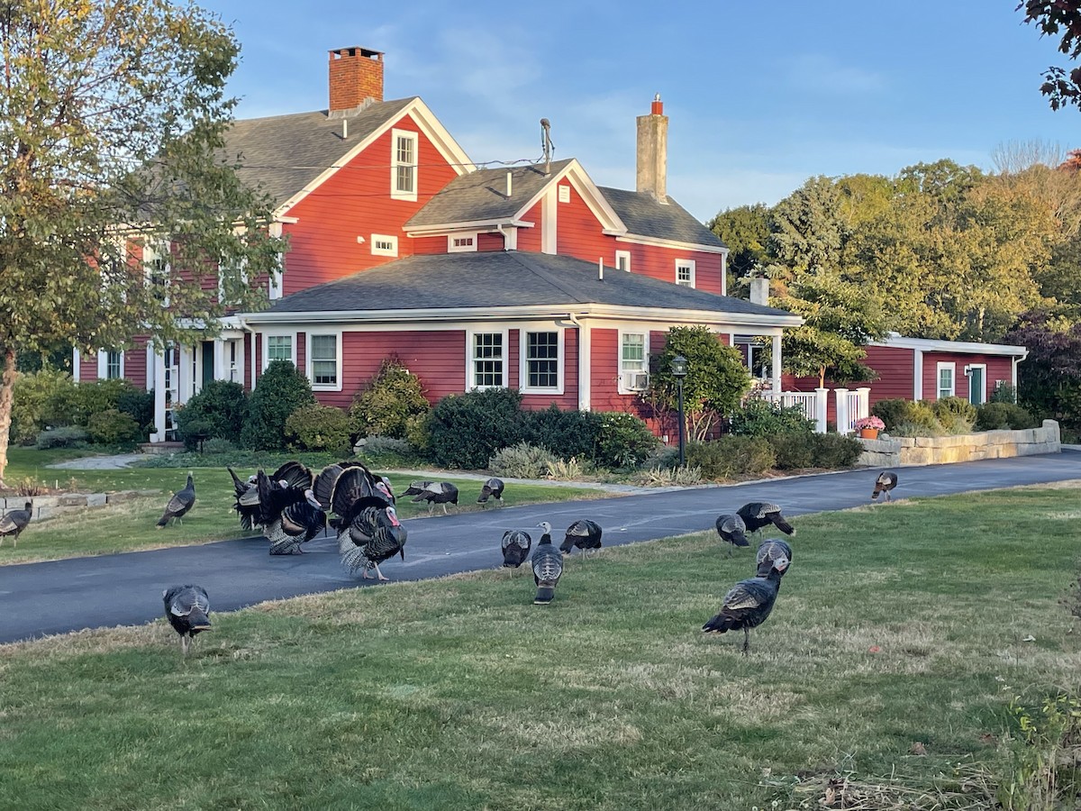 Wild Turkey - ML643755415