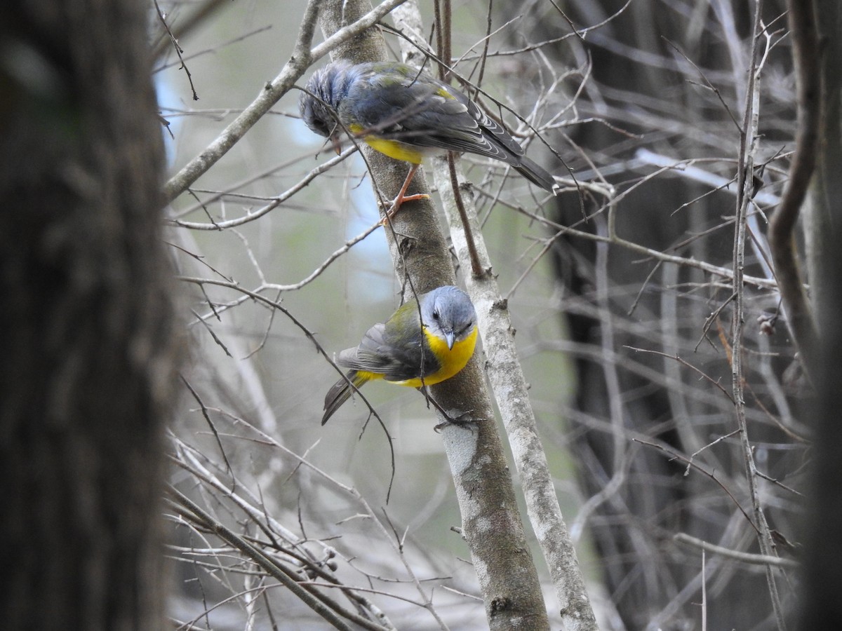 Eastern Yellow Robin - ML643755418