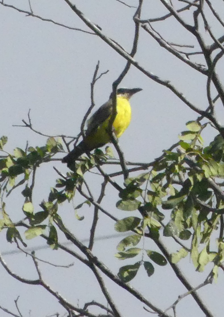 båtnebbtyrann - ML643755424