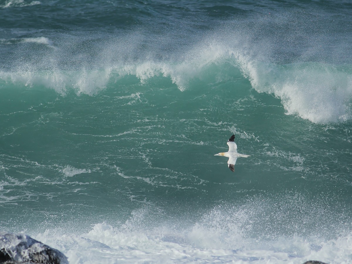 Northern Gannet - ML643755430