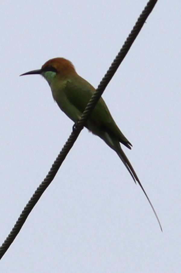 Asian Green Bee-eater - ML643755431